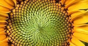 The Mind-Blowing Mathematics of Sunflowers - Instant Egghead #59
