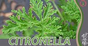 CITRONELLA How to Grow in 1 Minute!! (History, Growing, Nutrition, Companion Planting!)