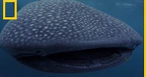 Descubre los cinco grandes tiburones que dominan el mar | National Geographic en Español
