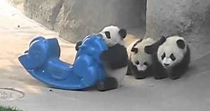 Pandas Bebes