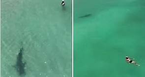 Grande squalo tigre nuota a riva vicino ai bagnanti: il video dal drone