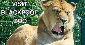 Visit Blackpool Zoo For an Amazing Day Out