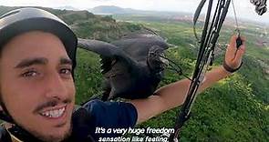 Bird Becomes Mans Paragliding Buddy | The Koala