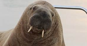 Wally the wandering walrus spotted in Iceland after 500 mile journey