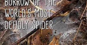 (Short) The World's Deadliest Spider - Sydney Funnel-web (Atrax robustus)