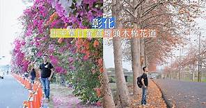 彰化埤頭鄉木棉道連綿數公里的火紅花道，順道拜訪田中草日金道九重葛花牆