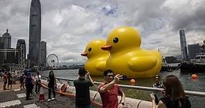 Watch: Giant yellow ducks make a splash in Hong Kong