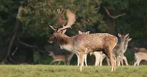Fallow Deer Rutting Behaviour