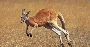 How High (And Far) Can A Kangaroo Jump?