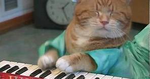 Keyboard Cat REINCARNATED!