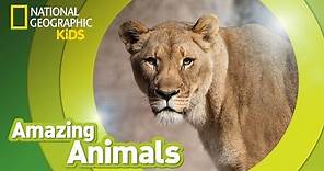 African Lion 🦁 | Amazing Animals