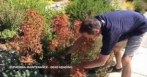 How to Maintain Euphorbia - Dead Heading