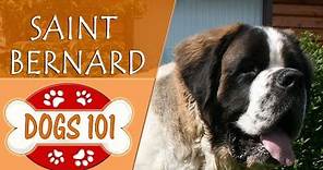 Dogs 101 - SAINT BERNARD - Top Dog Facts About the SAINT BERNARD