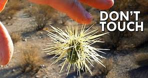Jumping Cholla: When Cacti Attack
