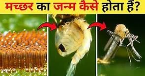मच्छर का जीवन चक्र | Mosquito Life Cycle Video | Life Cycle Of Mosquito In Hindi | Machhar Ka Janm