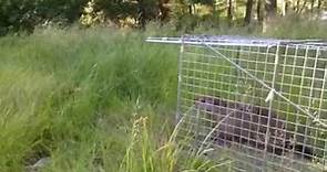 How not to catch and release a groundhog, gopher or woodchuck