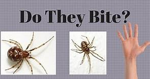 Free Handling The Triangulate Cobweb Spider! Does it Bite?