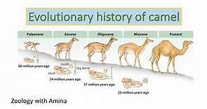 Evolutionary history of camel | @ZoologywithAmina