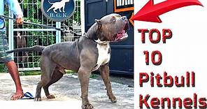 Top 10 Pitbull Kennels / Top Ten XL American Bully Kennels : Best Pitbull Puppies for Sale