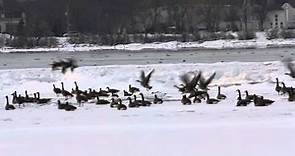 Canada Geese excited into flight - Winter