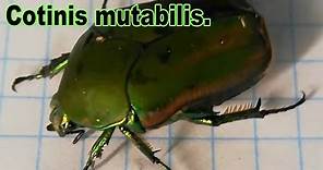 El Escarabajo Verde o Mayate (Cotinis mutabilis)