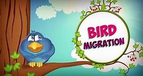 Bird Migration | Bird Facts | Animal Facts for Kids | Bird Facts For Kids | Why Do Birds Migrate?