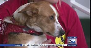 Chicagoland Family Pet Expo helps animals in need