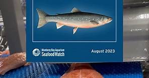 This month, the Monterey Bay Aquarium Seafood Watch released an update on recommended seafood. Farmed trout (Oncorhynchus mykiss) in the United States remains to be listed as green-rated “Best Choice”. Many of our seafood items can be found on the Seafood Watch recommendations. For our aquaculture practices, we handle our fish responsibly so consumers can get the healthiest protein on the planet. #fyp #fishtok #aquaculture #trout #seafoodwatch #montereybayaquarium #responsibleseafood #usgrown