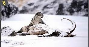 El Hermoso Leopardo De Las Nieves En Acción