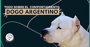 El Dogo Argentino - Comportamiento y características de la raza