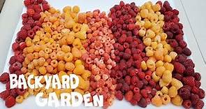7 Raspberry variety | Summer and Fall Raspberries | Backyard Garden | Red, Yellow, & Gold Raspberry