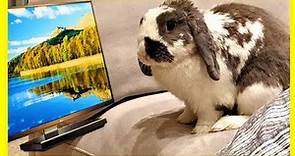 Rabbit Fascinated By TV (Wait for it)