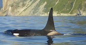 Facts about orcas (killer whales)