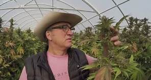 Jim Belushi talks about growing marijuana in Oregon