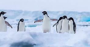 Penguin | Species | WWF