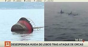 Desesperada huida de lobos marinos tras ataque de orcas