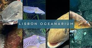 Lisbon Oceanarium - Lisbon Aquarium