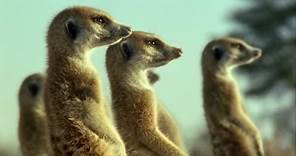 Kalahari Desert Meerkats | Wild Africa | BBC Earth