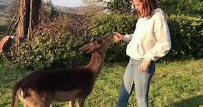 Ecco "Bob" il giovane daino di Firenze che "crede di essere un cane"