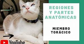 Regiones y partes anatómicas del miembro torácico en gato doméstico (𝘍𝘦𝘭𝘪𝘴 𝘤𝘢𝘵𝘶𝘴)