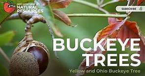Buckeye Tree: The Yellow and Ohio Buckeye