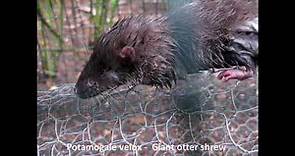 Potamogale velox – Giant otter shrew