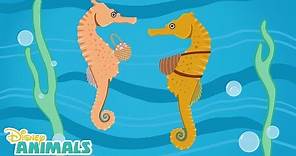 Sea Horses 🌊 | Disney Animals | Disney Junior