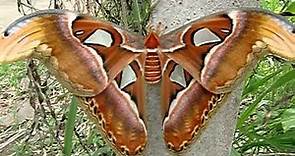 World's Largest Moth - Atlas Moth (Attacus Atlas) - seen at Marisa Resort - Chiang Dao - Thailand