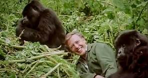 David Attenborough Plays with Cute Baby Gorillas | BBC Earth