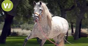 Le cheval espagnol , un cheval d'exception