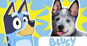 Bluey Characters as REAL LIFE | Disney Jr | Learn The Dogs on Bluey | WHAT TYPE OF DOG IS BLUEY??
