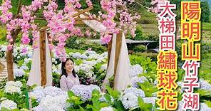 2020陽明山竹子湖繡球花季，帶你走入大梯田跟人一樣高的花牆、還有藝術造景可以拍美照