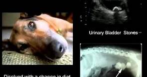 Veterinary Ultrasound Video