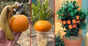 How to grow orange trees with orange fruit | easiest way to grow orange with banana Harmonies |